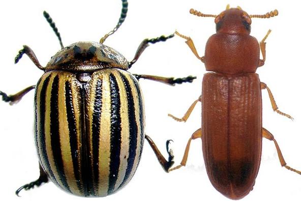 18-08-02%20Beetles%20-%20Biological%20markers%20-%20photo.jpg