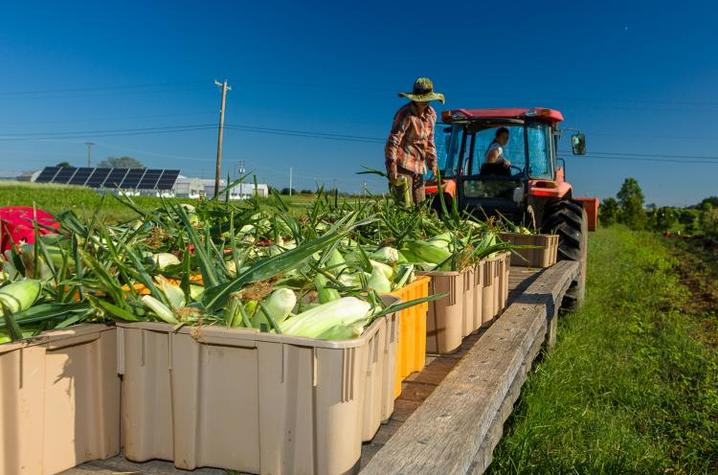 19-02-22%20-%20Sweet%20Corn%20Harvest%20-%20UK%20-%20Photo%20by%20Matt%20Barton.jpg