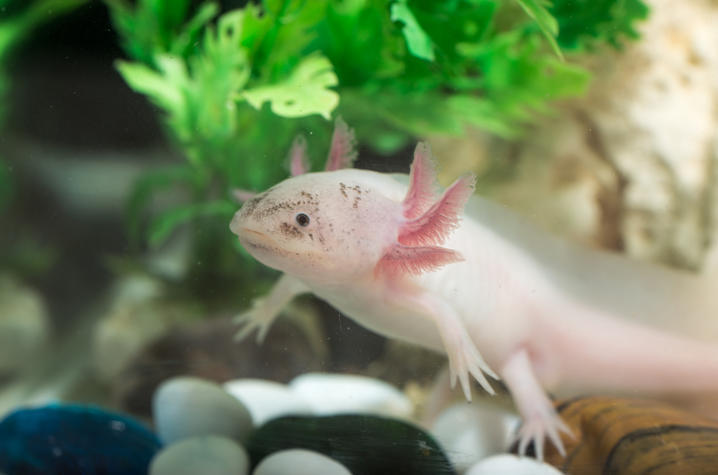 axolotl_2.jpg