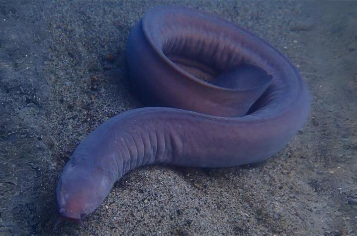 hagfish%20web.jpg