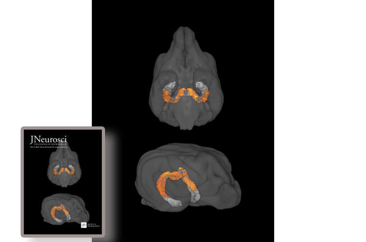 j_neuroscience_cover%20final.jpg