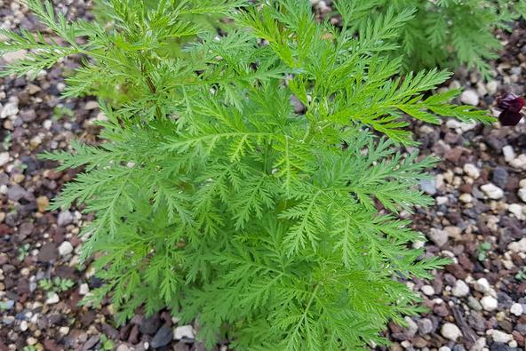 mugwort%2C%20Artemisia%20annua%20-%20Stock%20Photo%20%281280x1252%29.jpg