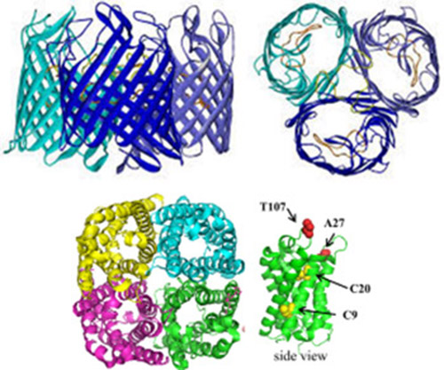 protein-folding.jpg