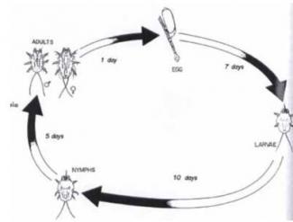 Fur mite cycle