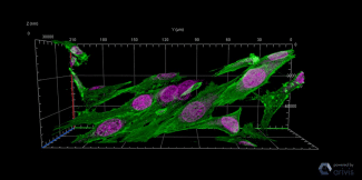 Cells grown on 3d scaffold, imaged with the Zeiss 880