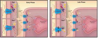 Rad modulates ICa,L independent of β-adrenergic