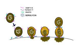 Platelet α-Granule Cargo Packaging and Release