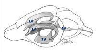 Schematic of the cerebral ventricles of a normal mouse.