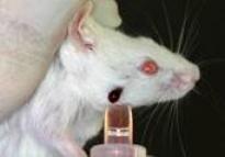 collecting blood from mouse