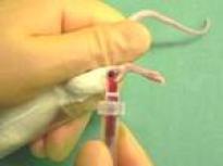 collecting blood from mouse leg