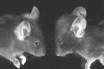 The mouse on the left has a normal cranium and the mouse on the right has hydrocephalus.