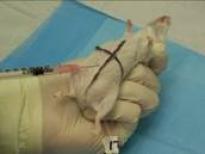 injecting a rat