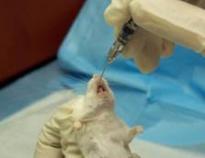 inserting a gavage needle in rat