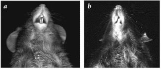 Mouse with normal incisors and mouse with malocclusion