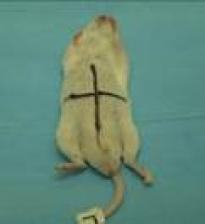 midline markings on a rat