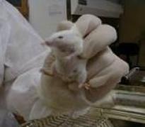 mouse being held for activity