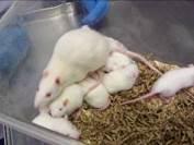 rat with pups