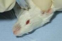 mouse vein incision