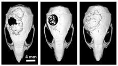 MRISC SKYSCAN 1276 MICROCT Sample