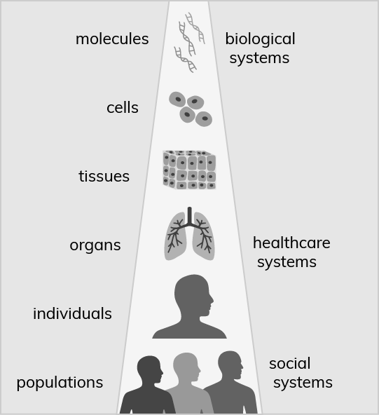 The scales of biomedical entities, ranging from molecules to populations.