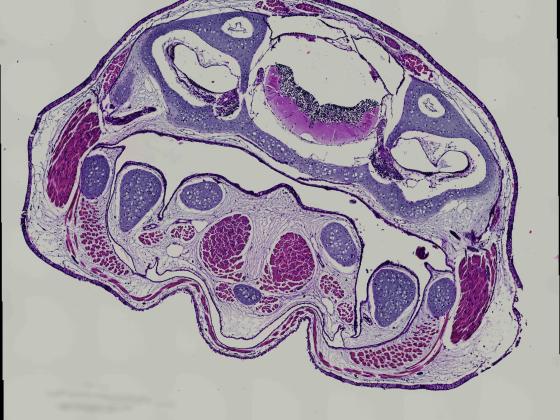 Cross-section Axolotl skull, Voss & Schwartz, H&E